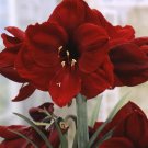 Amaryllis Benfica (Hippeastrum) seeds - 50 Seeds Amaryllis Benfica (Hippeastrum) seeds - 50 Seeds