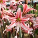 Amaryllis Sweet Lilian (Hippeastrum) seeds - 50 Seeds Amaryllis Sweet Lilian (Hippeastrum) seeds - 50 Seeds