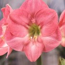 Amaryllis Susan (Hippeastrum) seeds - 50 Seeds Amaryllis Susan (Hippeastrum) seeds - 50 Seeds