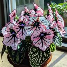 Eclipse Petal Begonia seeds - 50 Seeds Eclipse Petal Begonia seeds - 50 Seeds