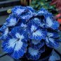 Blue Night Spark Begonia - color 2 - 5 Seeds