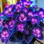 Begonia Rex ‘Golden Sunburst’ - 50 Seeds