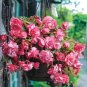 Pink Switzerland Bloody Begonia Flower Seeds - 100 Seeds