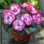 Begonia Rex ‘Peppermint Twist’ - 50 Seeds