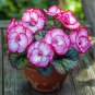 Rare Twin Begonia - Pink and White - 50 Seeds