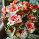 Four-leaf Begonia - 50 Seeds