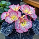 Begonia Rex ‘Twilight Sparkle’ - 50 Seeds