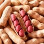 Four-grain Red Peanut Seeds - 20 Seeds