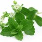 Stevia rebaudiana Seeds - 300 Seeds