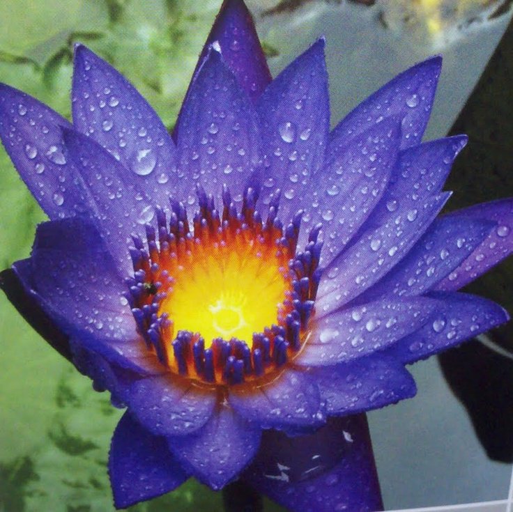 1 Professional Pack, 1 seed / pack, Light Red Blue Lotus Nelumbo Nucifera Pond Fresh Plant Seed #A00