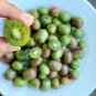 Cocktail Miniature Kiwi Kiwiberry Berry Hardy Actinidia Arguta Fruit Seeds, Professional Pack