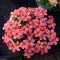2 Oxalis obtusa 'Red Gold' Flowering Bulbs