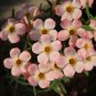 2 Oxalis obtusa 'Polar Aurora' Flowering Bulbs