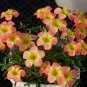2 Oxalis obtusa 'Pale Yael' Flowering Bulbs