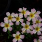 2 Oxalis obtusa 'Crescent' Flowering Bulbs