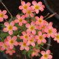 Oxalis Candy Box Series - 'Strawberry', Pack of 2 Bulbs