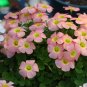 10 Oxalis obtusa 'Moonrise Apricot' Flowering Bulbs