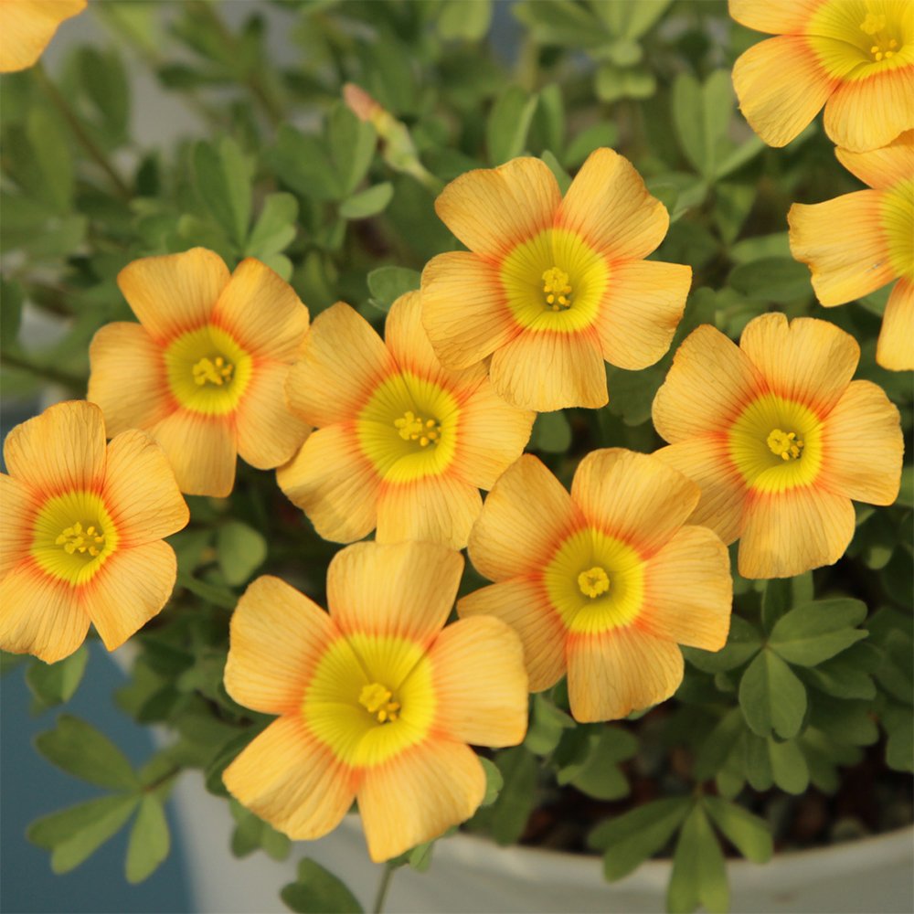 10 Oxalis obtusa 'Orange Cat' Flowering Bulbs