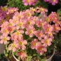 10 Oxalis obtusa 'Loli' Flowering Bulbs - Light Pink Flowering