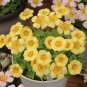 10 Oxalis obtusa 'Elizabeth' Flowering Bulbs: Yellow Blooms