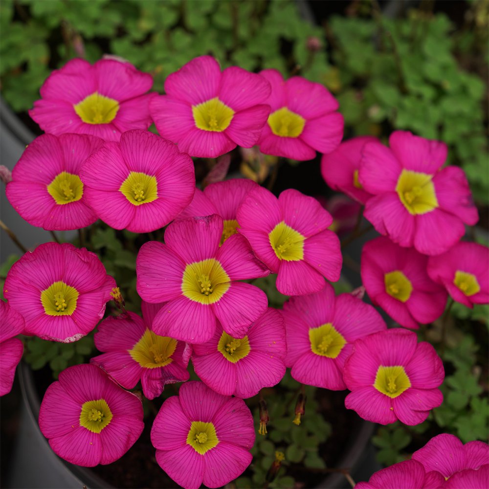 10 Oxalis obtusa 'Ruby' Flowering Bulbs