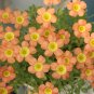 10 Oxalis obtusa 'Coppery Orange' Flowering Bulbs