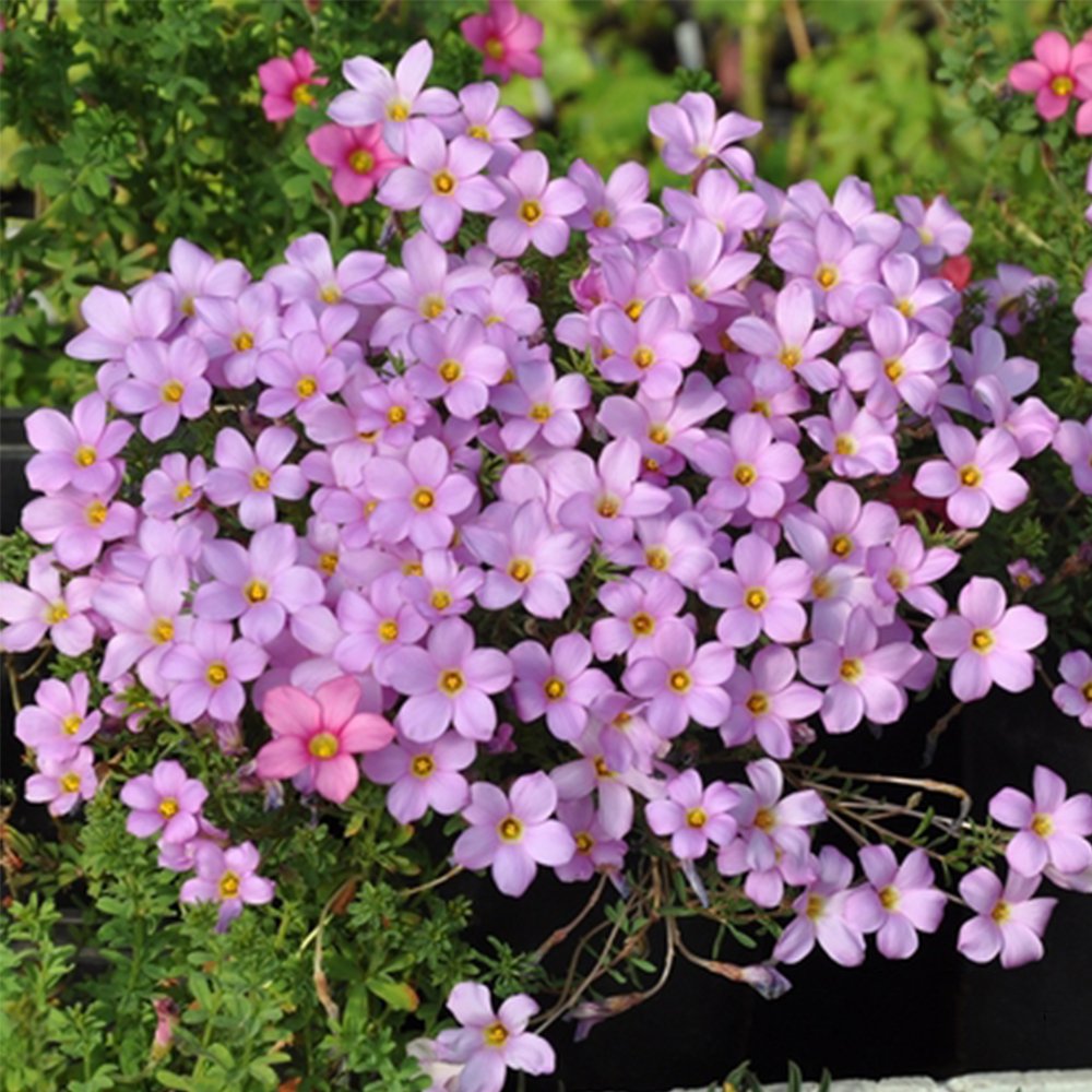 Oxalis hirta Series Bulb - 'Pale Lavender', Pack of 6 Bulbs