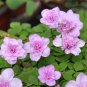 6 Oxalis obtusa 'Nidulans Pompom' Flowering Bulbs | Double Pink