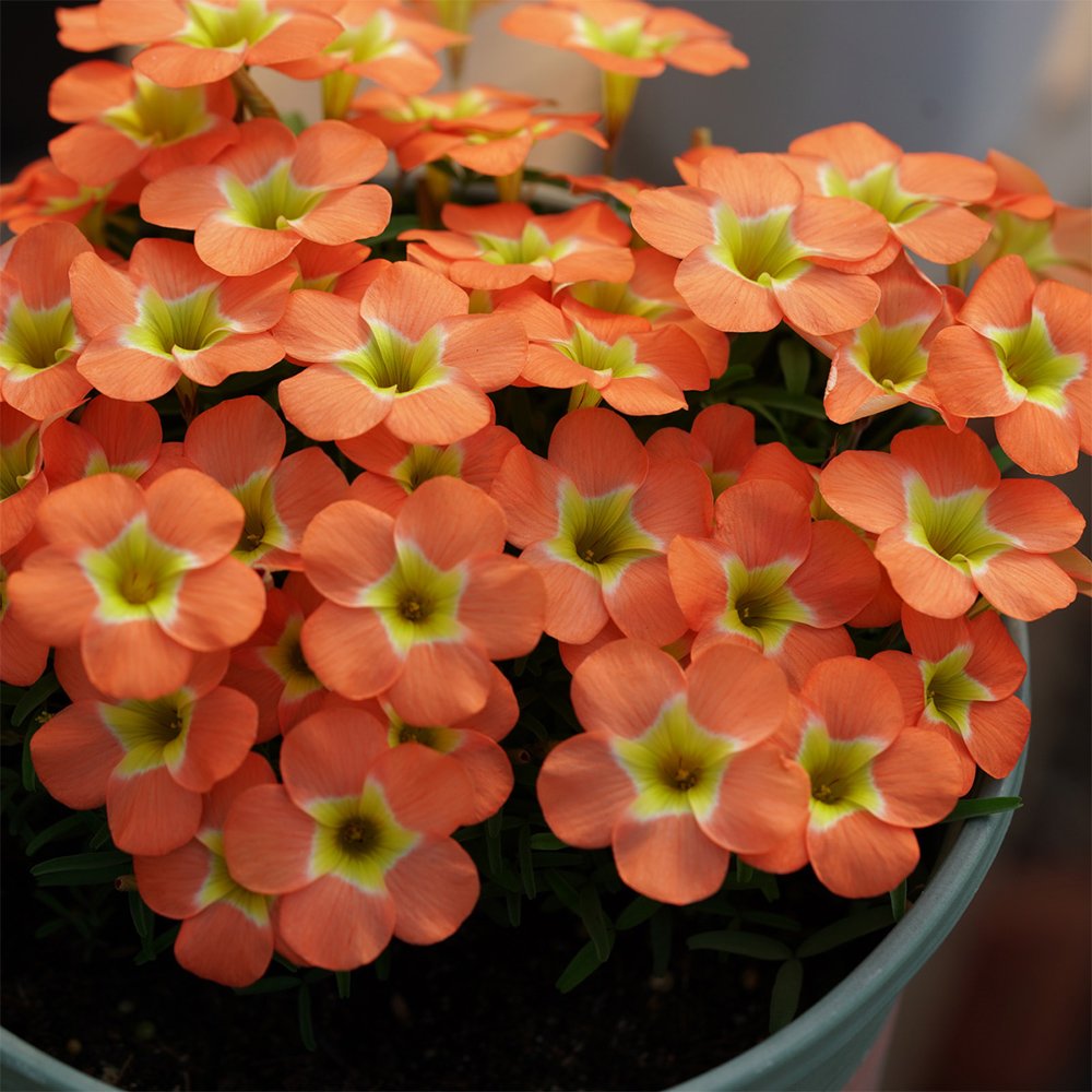 Oxalis obtusa Series Bulb - 'Rounded Venus', Pack of 2 Bulbs