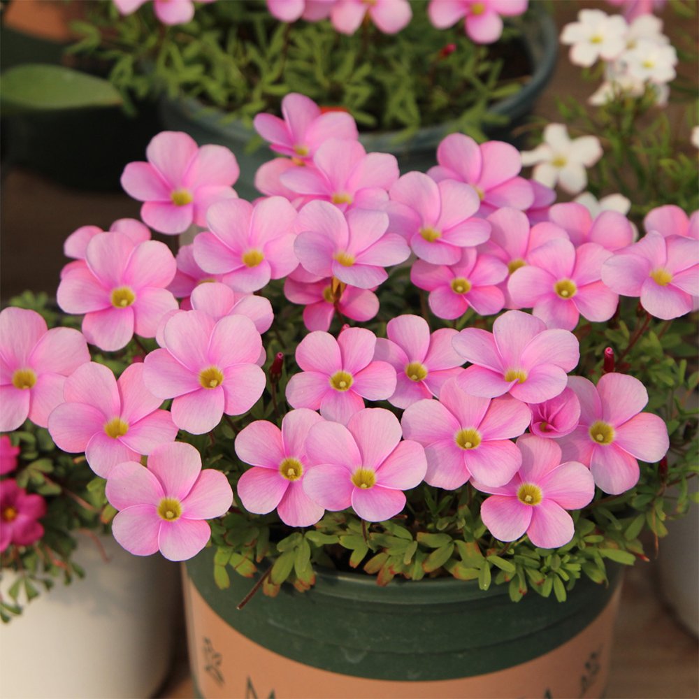 20 Oxalis Glabra 'Winter Dream' Flowering Bulbs - Pink