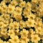 Oxalis Obtusa Series Bulb - 'Sundisc', Pack of 10 Bulbs