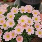 5 Oxalis obtusa 'Sakuta Jelly' Bulbs – Winter-Blooming Pink Oxalis