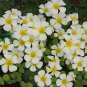 Oxalis Obtusa Series Bulb - 'Silver Moon', Pack of 5 Bulbs