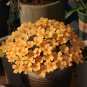 Oxalis Obtusa Series Bulb - 'Fanta', Pack of 5 Bulbs