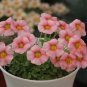 Oxalis Obtusa Series Bulb - Blush, Pack of 5 Bulbs