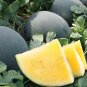 20 'Golden Obsidian' Seedless Watermelon Seeds