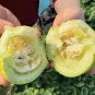 80 Japanese Sweet Treasure Melon Seeds
