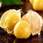 1 Bag (5 Grams / Bag) Ground Cherry Seeds