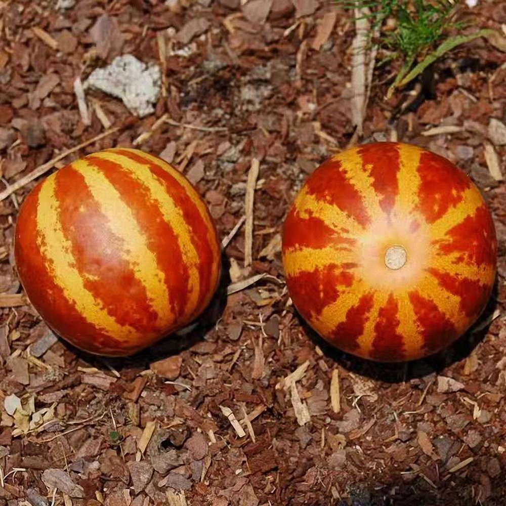 20 Tiger Melon Seeds, Exotic Melon, Unique Carmine Striped Melon