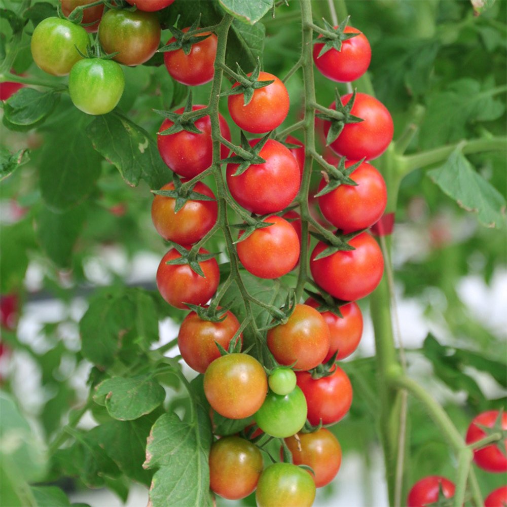 200 &acirc;��Millennium&acirc;�� Cherry Tomato Seeds