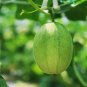50 Qingshami Muskmelon Seeds