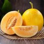 50 Jinxiangyu Muskmelon Seeds