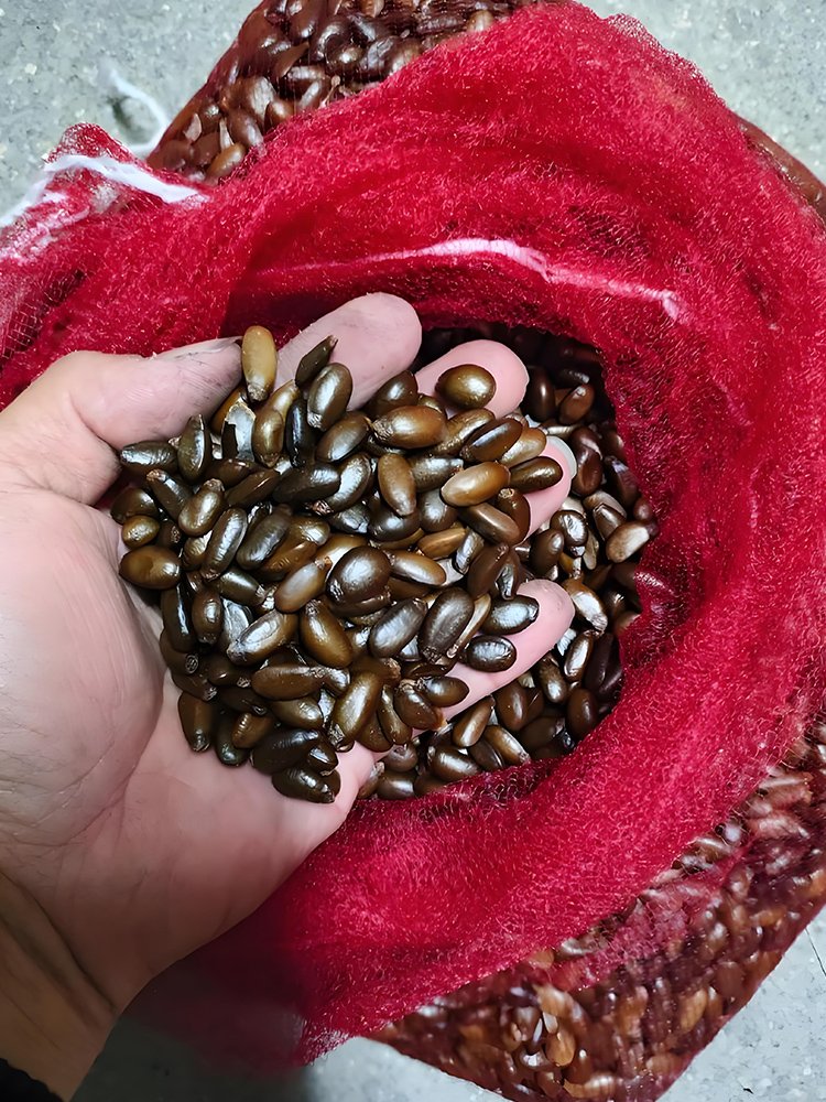 20 Annona Reticulata Seeds
