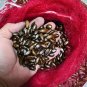 20 Annona Reticulata Seeds