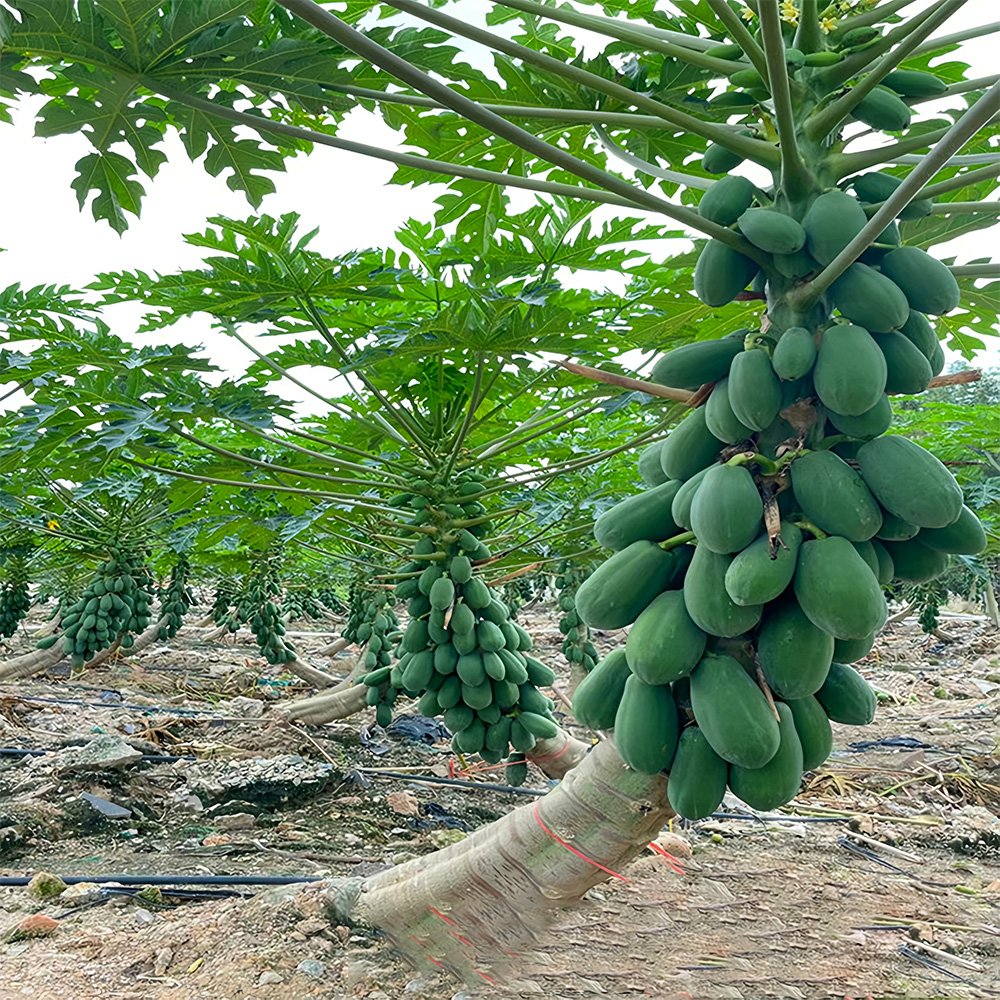 20 Premium Papaya Seeds
