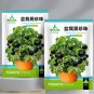 5 Bags (100 Seeds / Bag) of Dwarf Bonsai Black Pearl Tomatoes