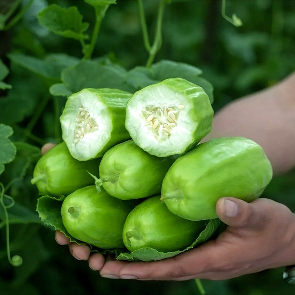 5 Packs (2g/pack) of Eight ridged Crispy Cucumber seed