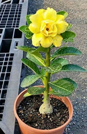 2 Desert Rose Flower adenium obesum Seeds