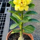 2 Desert Rose Flower adenium obesum Seeds