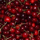 10 cherry-tree bio seeds delicious fruit Free Shipping!! Prunus Avium Burlat variety